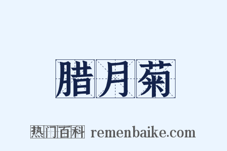 腊月菊是什么意思的图片